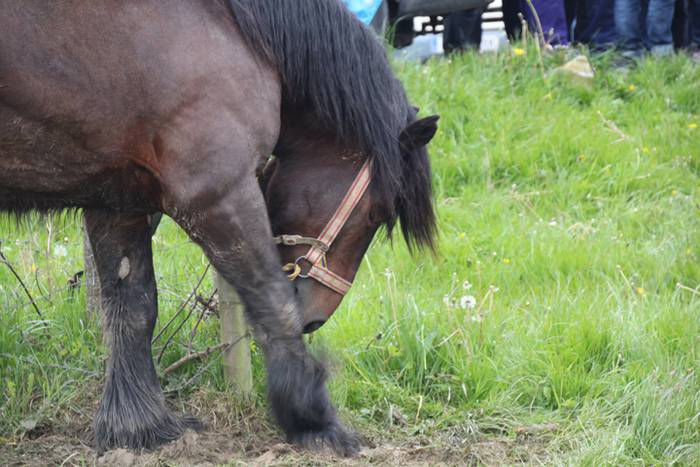 Aralarko larre irekiera 45 1462122138381