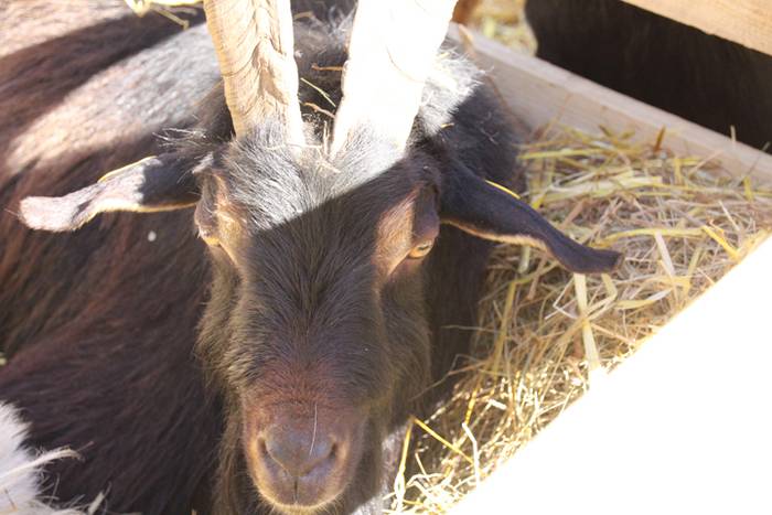 Lurraren zaindari direnen er 82 1507466549615