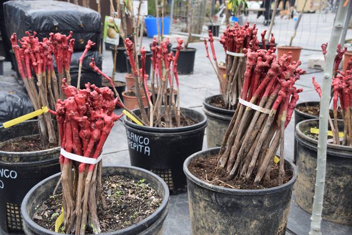 Zuhaitz Azoka, Tolosa, 2017 16 1486819657687