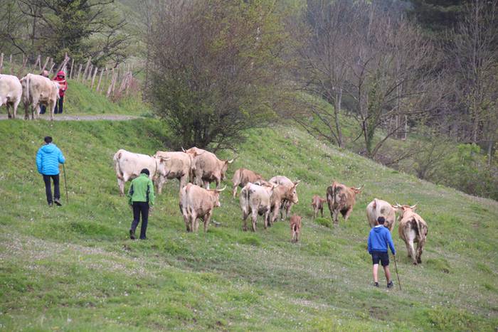 Aralarko larre irekiera 90 1462122155188