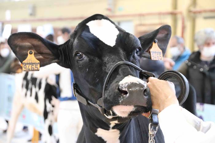 XII. Euskal Herriko Frisoi T 5 1637418664623