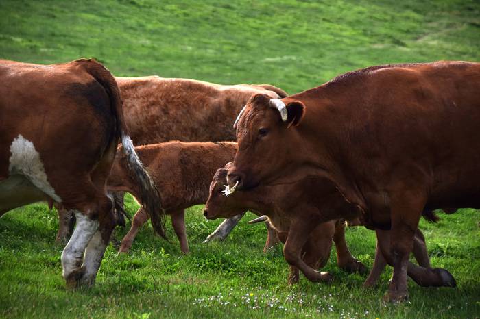 BERASTEG LARRE IREKIERA 2022 24 1652525079382