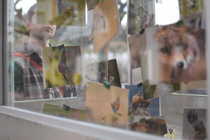 Ehundik gora animalia basati, Alegiako telefono kabinan