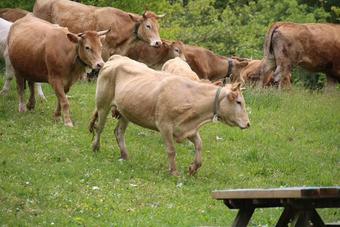 Amasamendira bota dute ganad 26 1493649273327