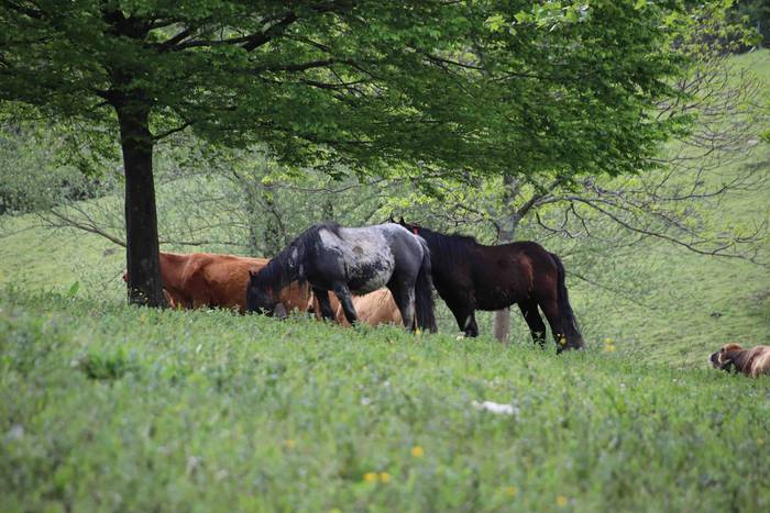 Larre irekiera festa Komizar 23 1650713603468