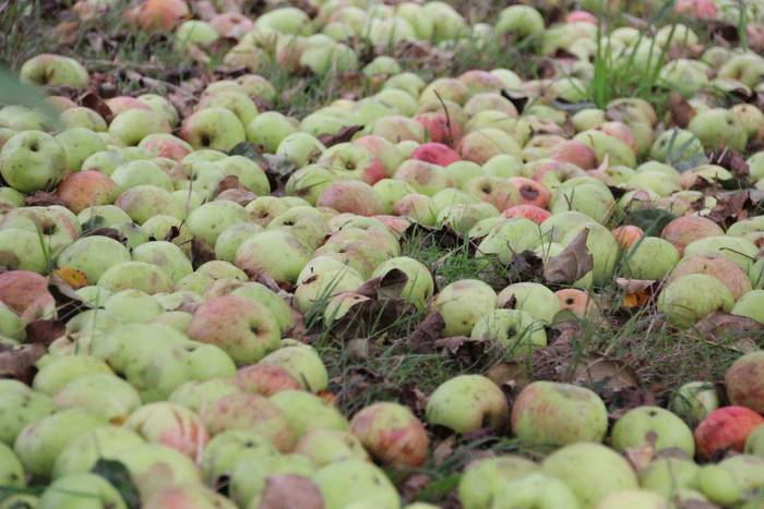 Sagarrak jasotzen. Altzo. Sa 13 1631723380575