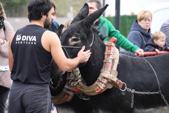 Idiek irabazi diete astoei A 3 1541961886711