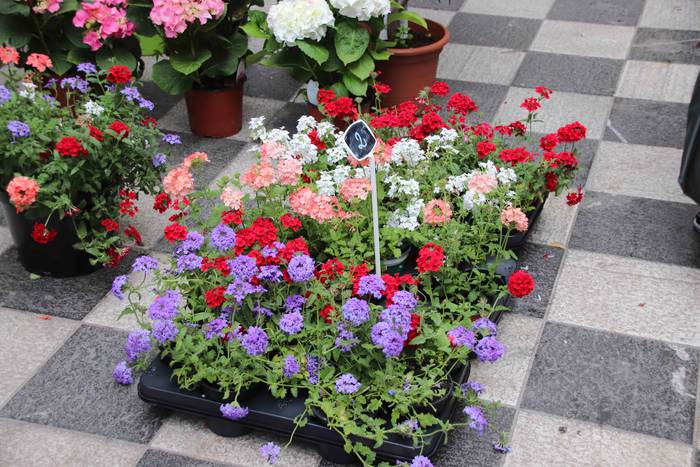 Lore eta Landare Azoka 2019 35 1558171913379