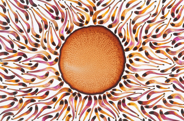 Erakusketa. 'Argizaiola'