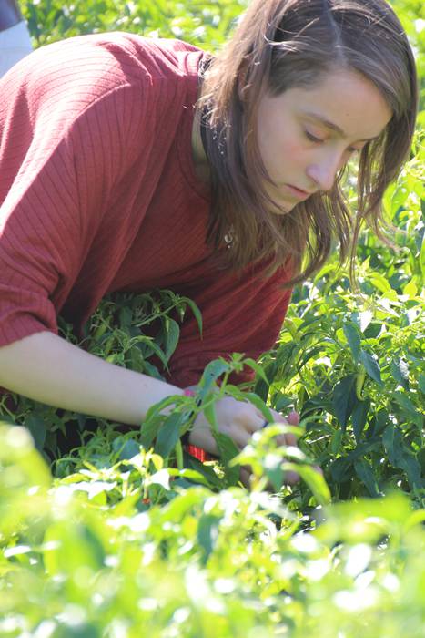 Ibarrako piperrak biltzen 20 40 1506521117681