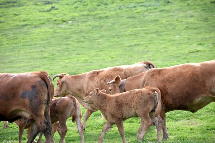 BERASTEG LARRE IREKIERA 2022 26 1652525079716