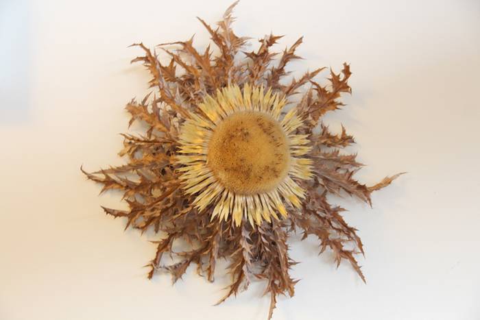 Irurako 6. mailako ikasleei omenaldia 2 1466159803066