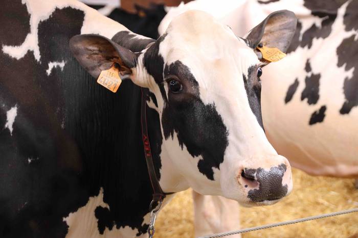 XII. Euskal Herriko Frisoi T 18 1637418671281