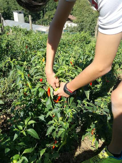 Ibarrako piperrak biltzen ar 3 1538055368268