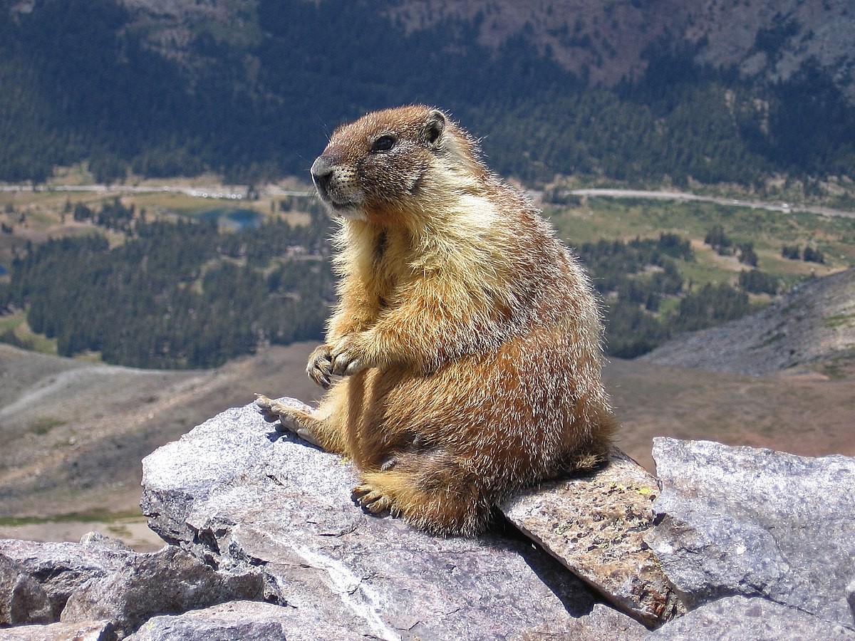 Marmotaren urtea