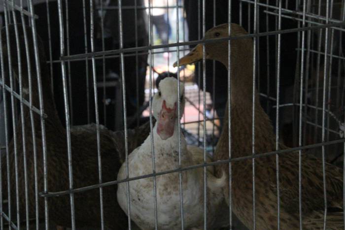 Larrunarri dotore jantzi dut 33 1509894141517