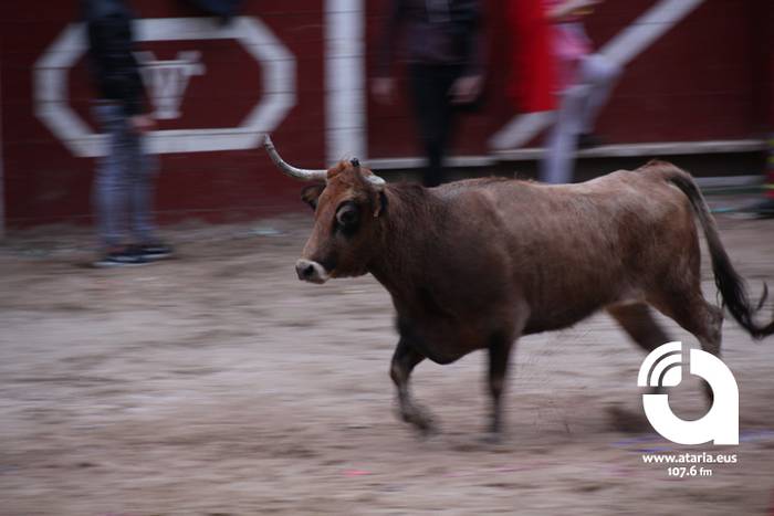 Zezenak adarrak okerrak ditu 11 1488277214813