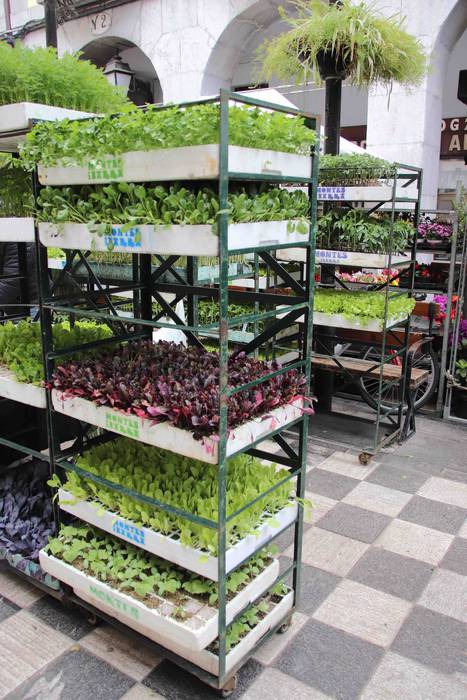 Lore eta Landare Azoka 2019 7 1558171897669