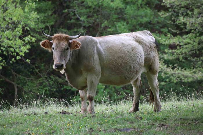 Larre irekiera festa Komizar 28 1650713606340