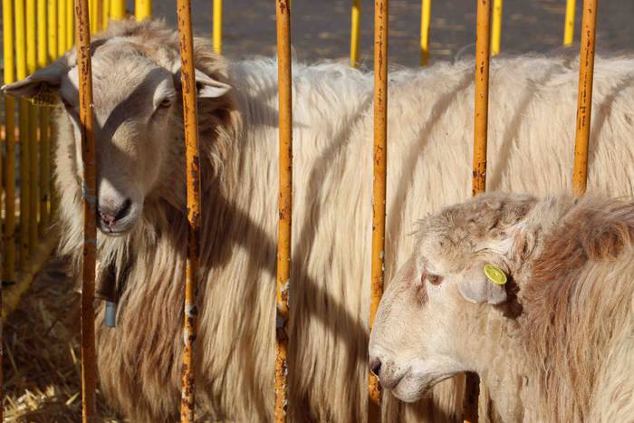 Berastegiko gaztarik onena A 58 1608397946328