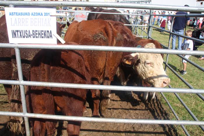 Berezia eta jendetsua 62 1506256797797