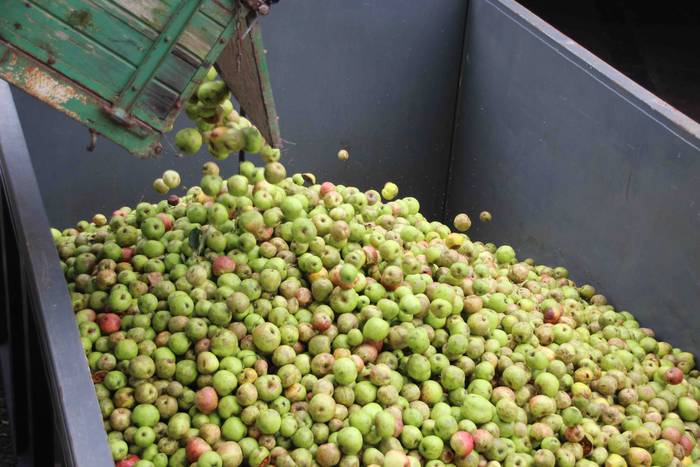 Sagarrak jasotzen. Altzo. Sa 48 1631723392687