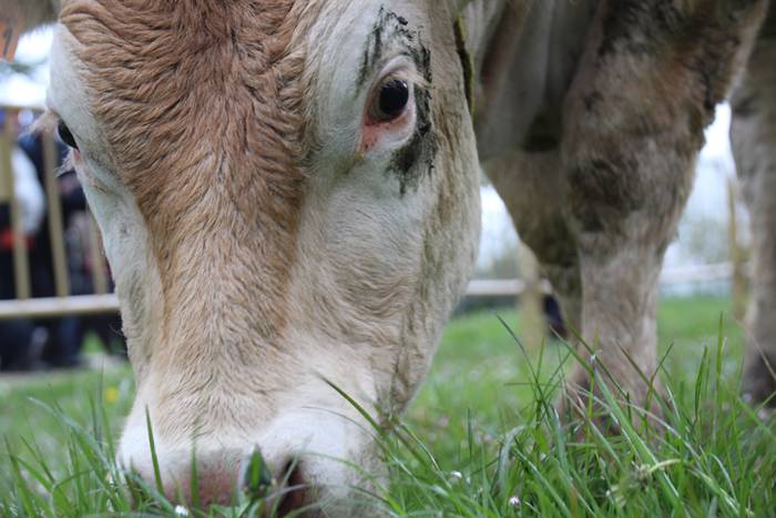 Aralarko larre irekiera 69 1462122147132