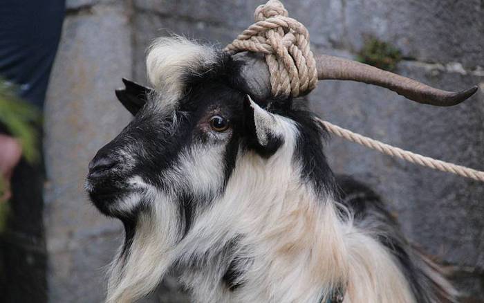 san anton berastegi 2016 8 1453114661080