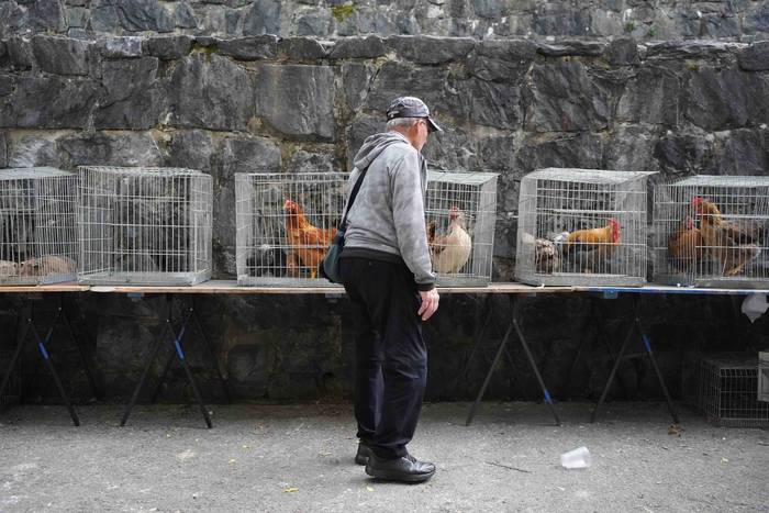 Txerri hiltzearen bueltan eg 33 1760883718352