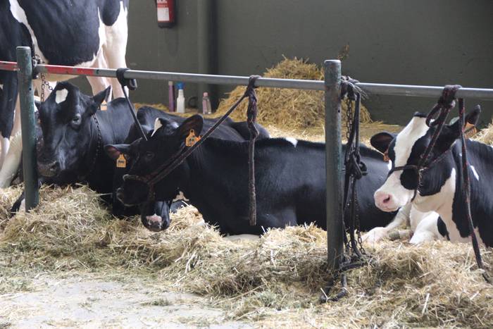 Frisoi Txapelketa 2015 10 1447530178709