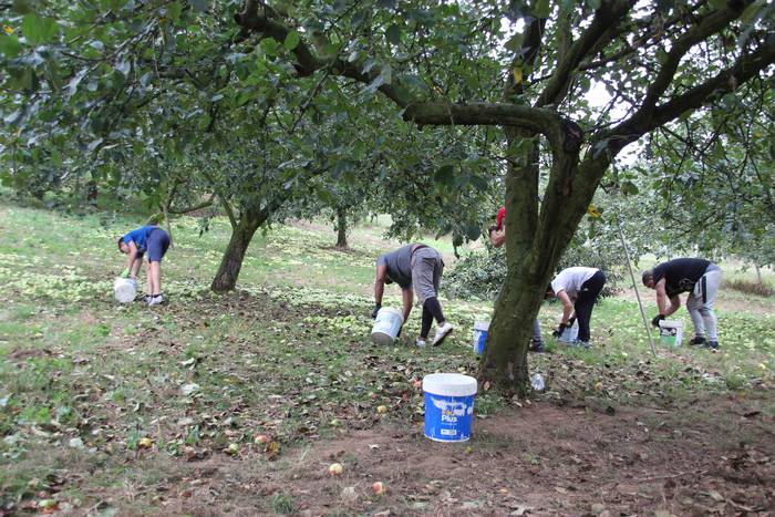 Sagarrak jasotzen. Altzo. Sa 2 1631723376308