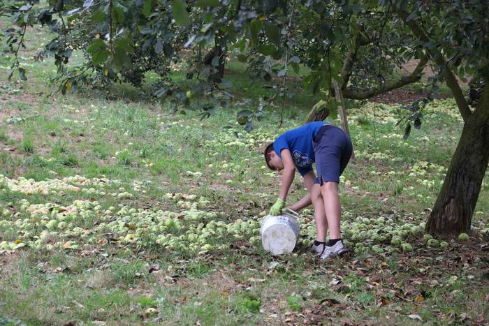 Sagarrak jasotzen. Altzo. Sa 3 1631723376637