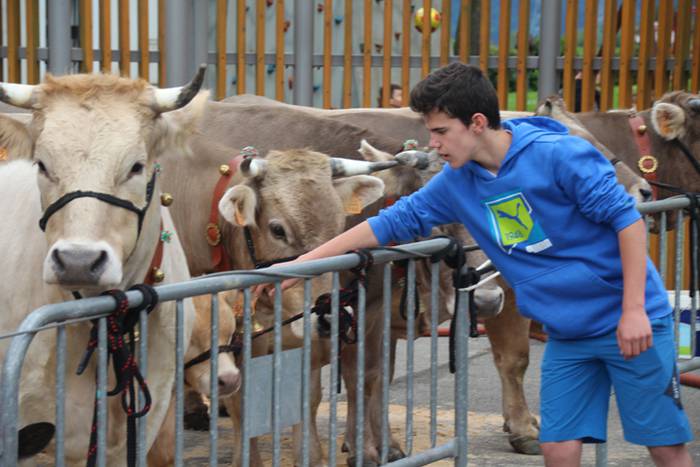 Abeltzain eta artisauen azoka hernialden 8 1462708879748