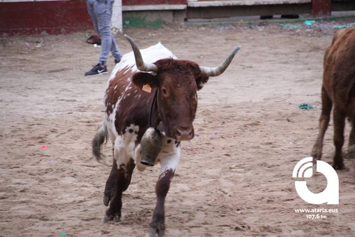 Zezenak adarrak okerrak ditu 56 1488277481813