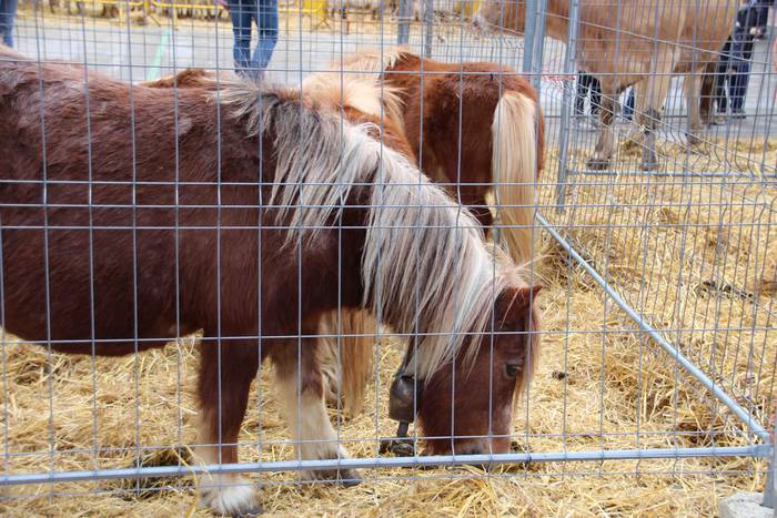 Berastegiko gaztarik onena A 7 1608397898339