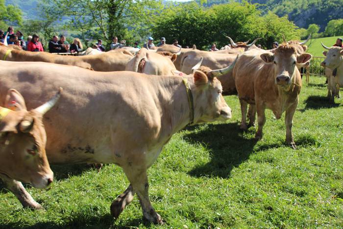 Larre irekiera Larraitzen 20 25 1493639812541