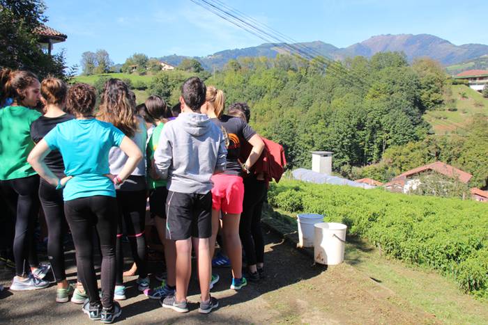 Ibarrako piperrak biltzen 20 12 1506520892124