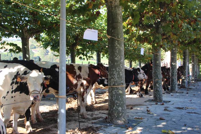 Animali, barazki eta artisau lanen bilgune 15 1477830756971