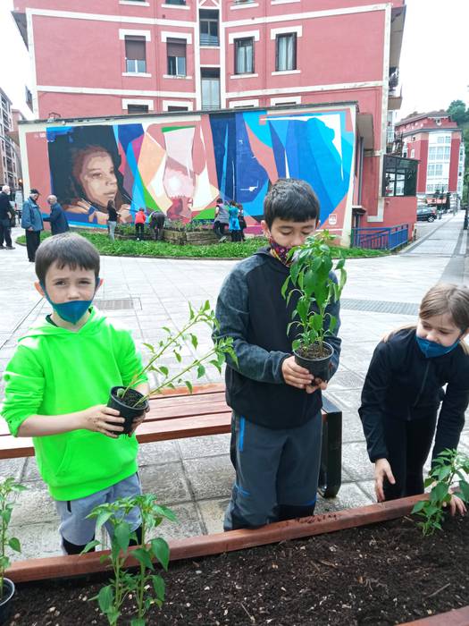 Piperrak landatu dituzte Iba 3 1621252668789