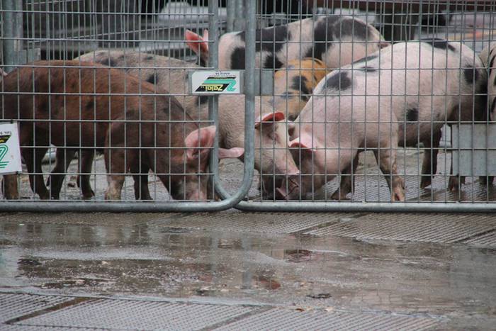 Larrunarri dotore jantzi dut 5 1509893971160