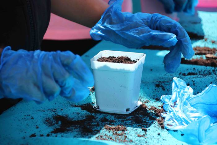 Tolosako Babarruna erein da 15 1559904705969