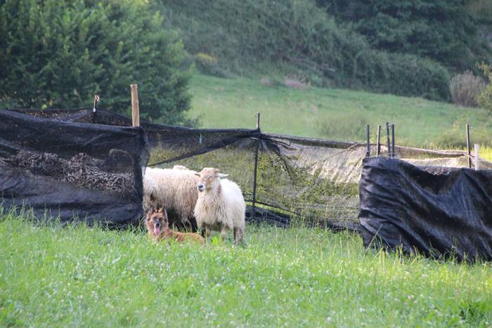 Artzaina eta txakurraren artea Amezketan 45 1472322626012