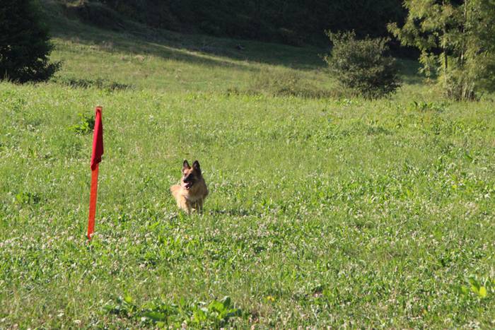 Artzaina eta txakurraren artea Amezketan 1 1472322254890