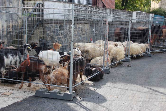 Bertako uzta, guztien eskura 23 1572189124752