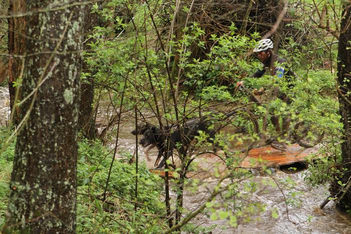 Zizurkil, txakur krosa 18 1490473901211