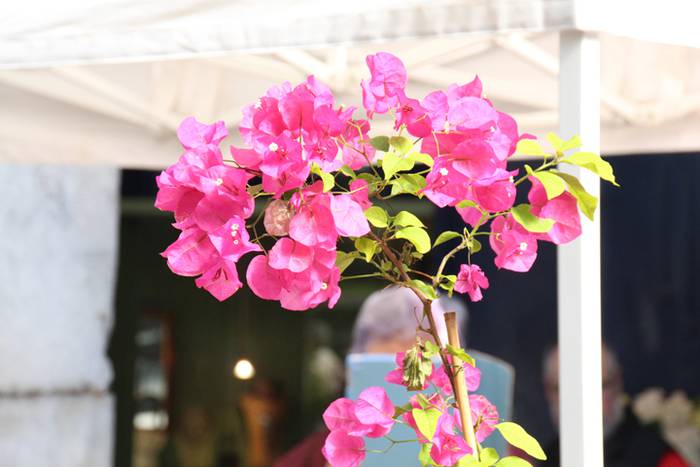 Udaberria loratu da Tolosan 2 1526734002993