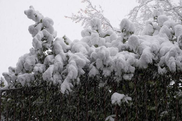 ELURRA 2017 AZAROA 6 1512123644623