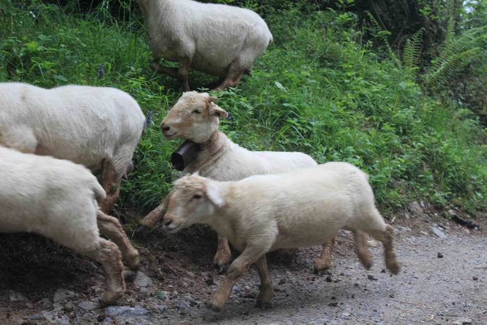 Larre irekiera ekitaldi bere 56 1588336805224