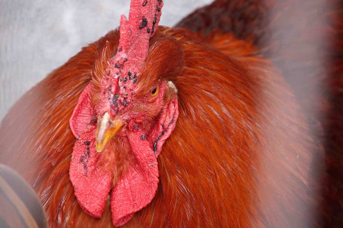 Berastegiko gaztarik onena A 14 1608397903774