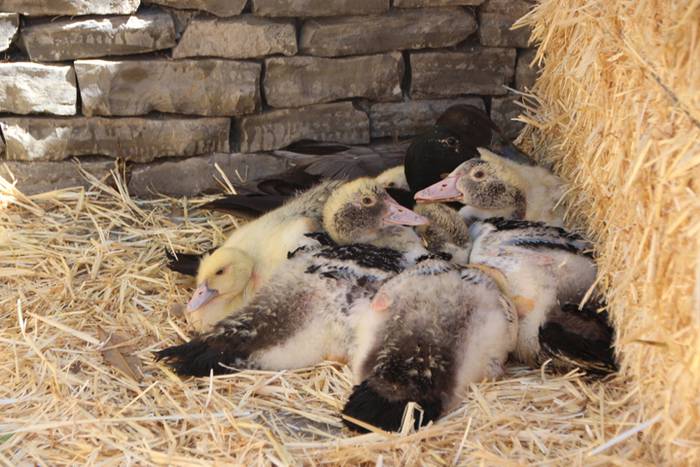 Udaberriko azoka Berrobin 2 1494770388731